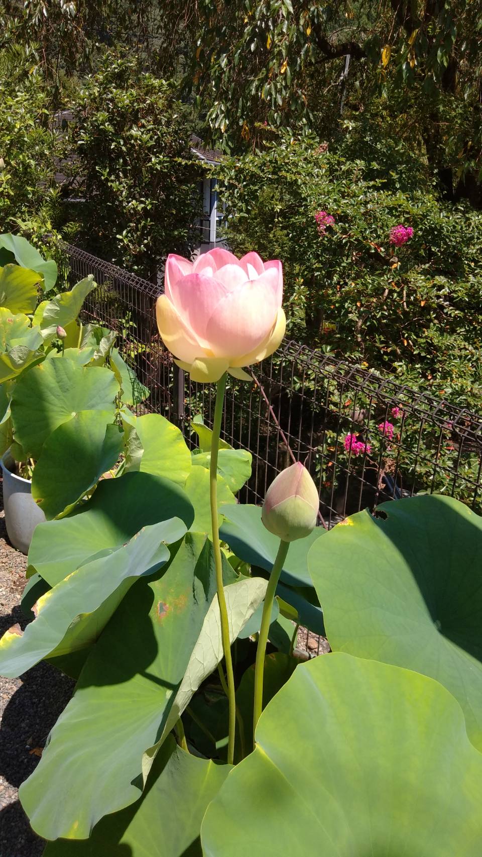 お盆を迎えた愛川の樹木葬墓地で 蓮の花が咲きました プレミアムフラワー樹木葬 花と草木の中で眠るデザイナー設計